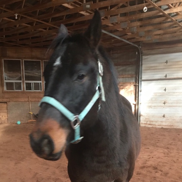 Meet your Posher, Amy - Picture 1 of 1